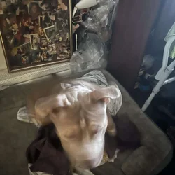 Xl bully male puppy