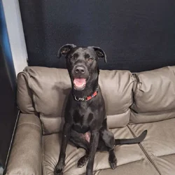 Lab mix needs a home