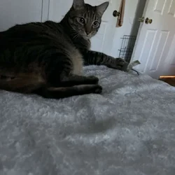 Free cat 3y/o Male