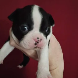 Boston Terrier Puppies