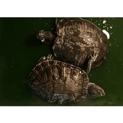 Aquatic turtles