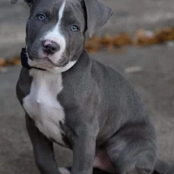 Blue nose Pitbull