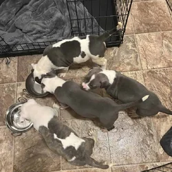 Puppies for rehoming