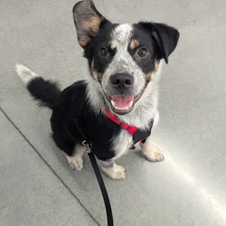 Blue Heeler/Australian shepherd mix