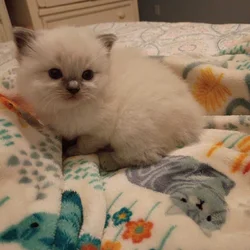 Ragdoll Kittens (5) Available - NC - Beautiful!!!