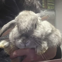 Three loving bunnies