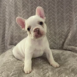 Piper French Bulldog