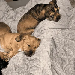 Puppies