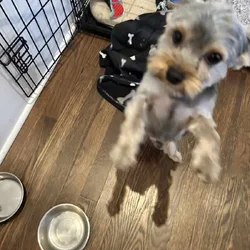 Sweet Young Pure Bred Yorkie