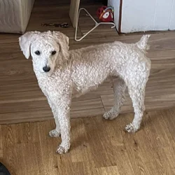 Poodle