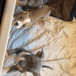 3 pups left