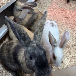 New Zealand Bunny Kits — Sweet, Chunky, & Ready No