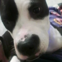 American pitbull for sale
