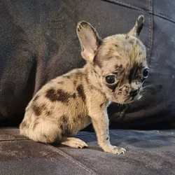 Female mini merle fluffy frenchie