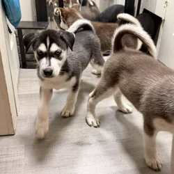 Siberian huskies