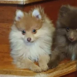 Pomeranian puppy