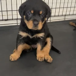 Rottweiler Puppies