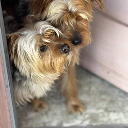Amazing Bonded Yorkie brother