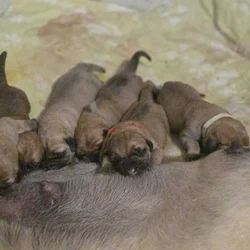 English mastiffs puppies for sale