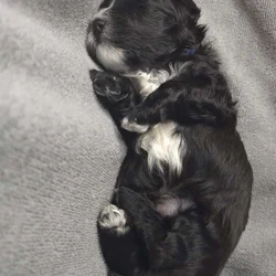 Adorable puppies looking for there forever home