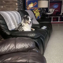 Needing a new home