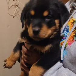 Rottie Pups For Sale