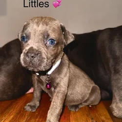 Beautiful Cane Corso Puppies Available 🐶❤️