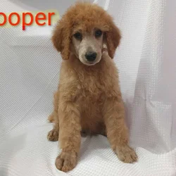 Standard Poodle Puppies (red/apricot)