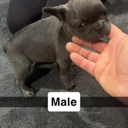 Lilac Frenchie