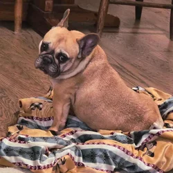 Ruby is waiting for a loving home.