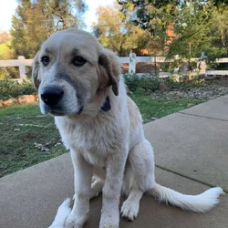 Great Pyrenees