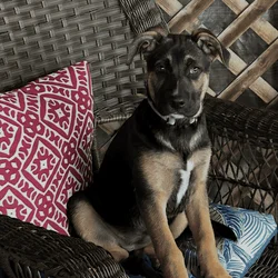 Rehoming dog
