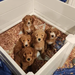 Golden Doodle Pups