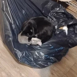Kittens,1 male tiger cat,2 teen cats girls,2 mamma