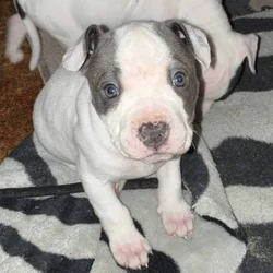 American Bully Pups