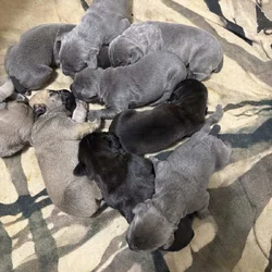 Corso Puppies