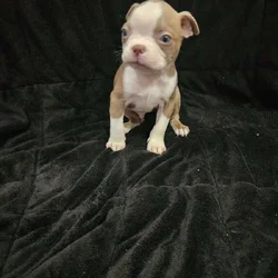 Boston Terrier male puppy