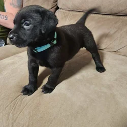Rottweiler/Weimaraner Mix Puppies