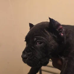 Cane corso puppies
