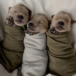Purebred golden retrievers