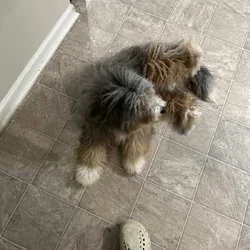 Aussie doodle