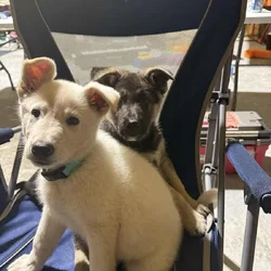 German Shepherd Puppies