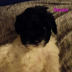 Maltipoo puppies