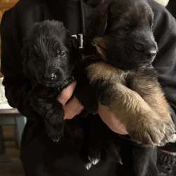 German Shepherds