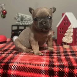 Puppy for sale