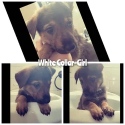 German Shepherd Puppies 2Girls Available