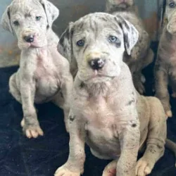 Adorable Great Dane puppies