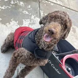 Golden doodle