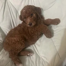 Beautiful golden doodle puppy for sale