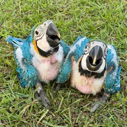 Blue and Gold macaws